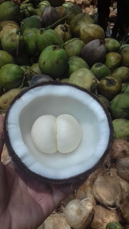Thành phần dinh dưỡng của cùi dừa( cơm dừa) đối với sức khỏe con người