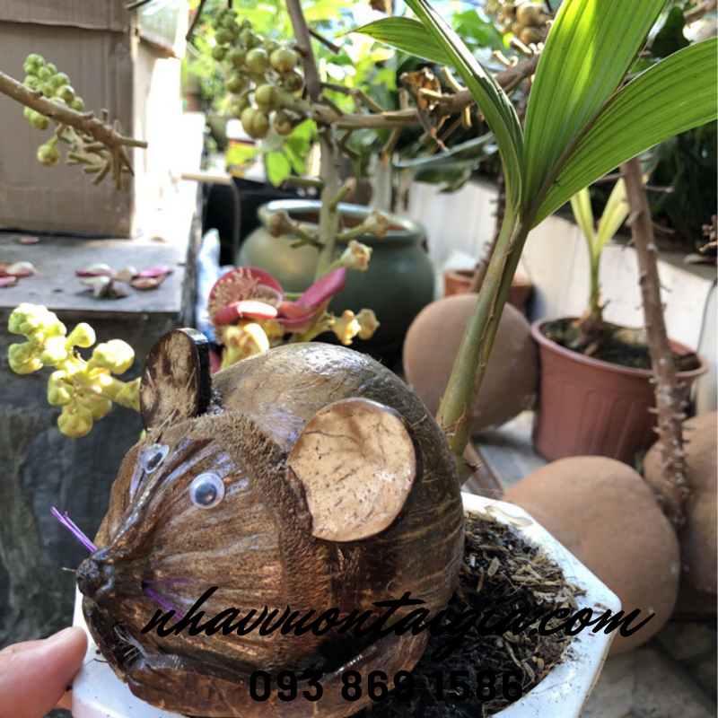 Dừa bon sai, dừa kiểng bonsai, cây dừa bonsai hình chuột