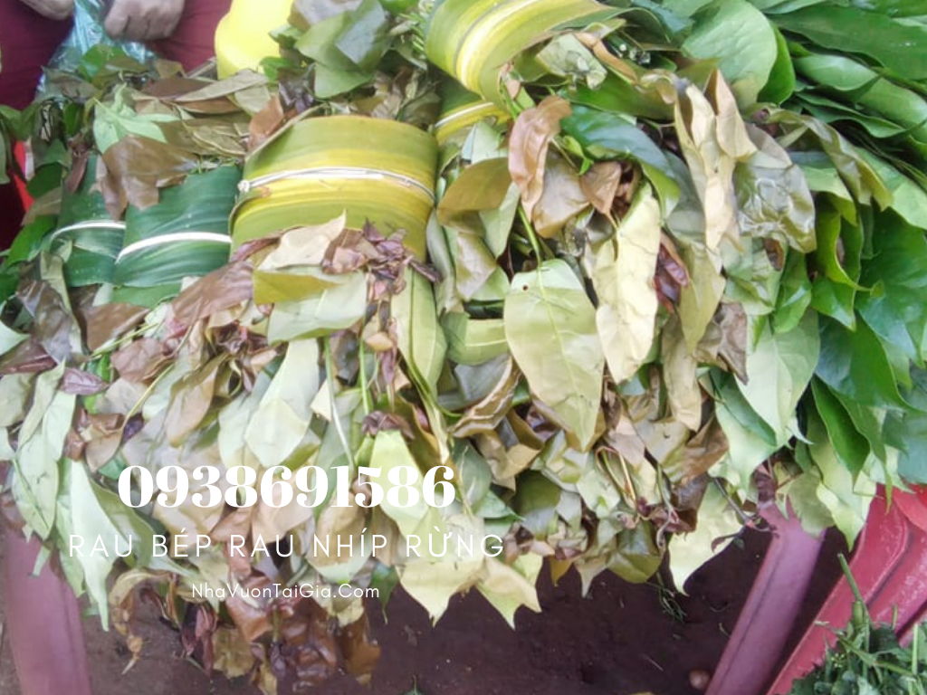 Rau Nhíp, Rau Bép Đặc Sản Rừng Tây Nguyên Lâm Đồng mang rau sạch cho mọi nhà 
