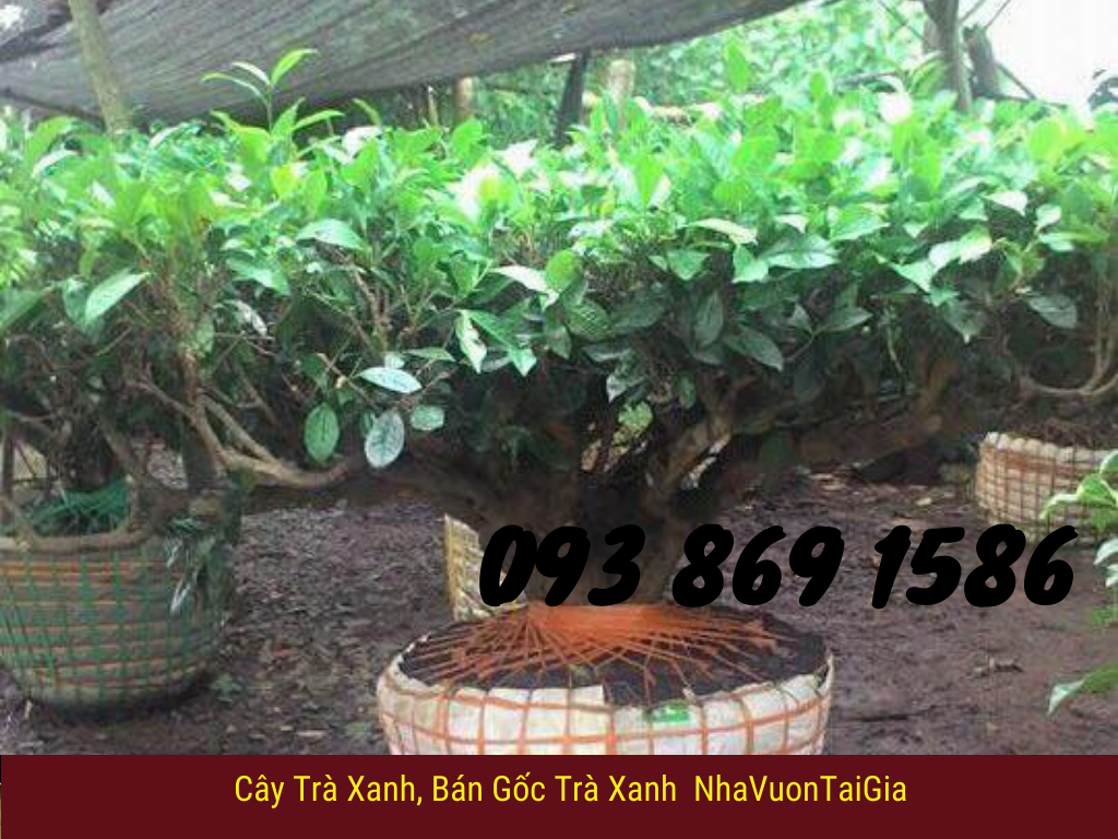 cây chè bonsai bán gốc trà xanh cây trà xanh cây Cảnh gốc trà xanh cổ thụ