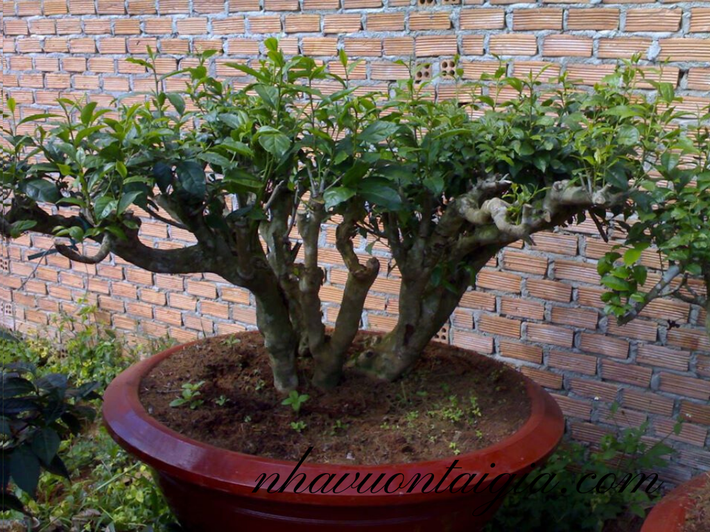 Bán Gốc Trà xanh cổ thụ, cây chè bonsai 20 năm tuổi 