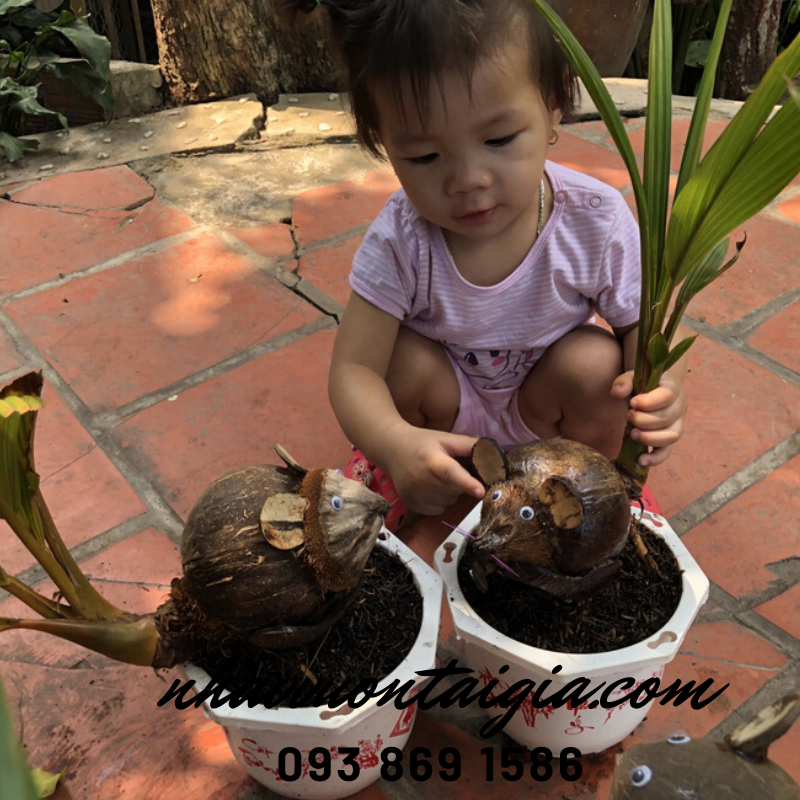 Dừa bon sai, dừa kiểng bonsai, cây dừa bonsai hình chuột